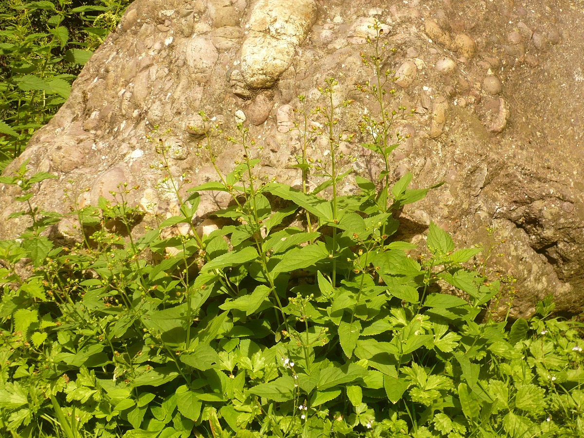 Scrophularia nodosa (Scrophulariaceae)